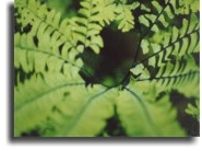 Vancouver Island
rainforest fern.