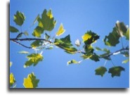 Leaves-on-a-string.