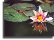 Victoria's lillypads.