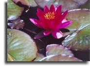 Victoria's lillypads.