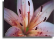 Lily up close.
