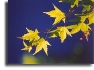 Maple leaves on a deep blue 
sky.
