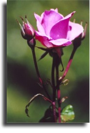 Victoria's rose.