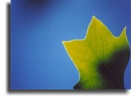 Tulip Tree leaf against a
deep blue sky.