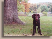 Charlie at 4 months.
