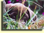 Charlie at 7 1/2 weeks.