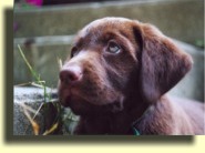 Charlie at 7 1/2 weeks.