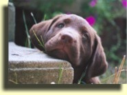 Charlie at 7 1/2 weeks.