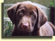 Charlie at 7 1/2 weeks.