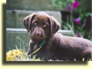 Charlie at 7 1/2 weeks.