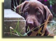 Charlie at 7 1/2 weeks.
