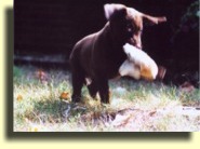 Charlie at 7 1/2 weeks.
