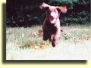 Charlie at 7 1/2 weeks.